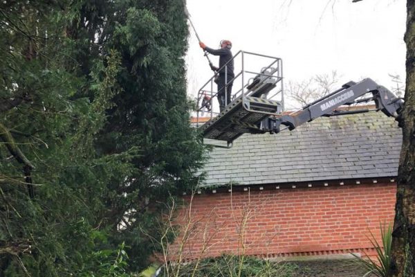 Tree Surgeon in Plumley