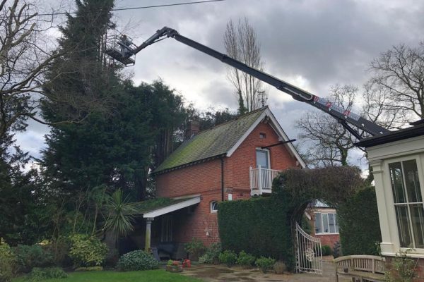 Tree Surgeon Cheshire