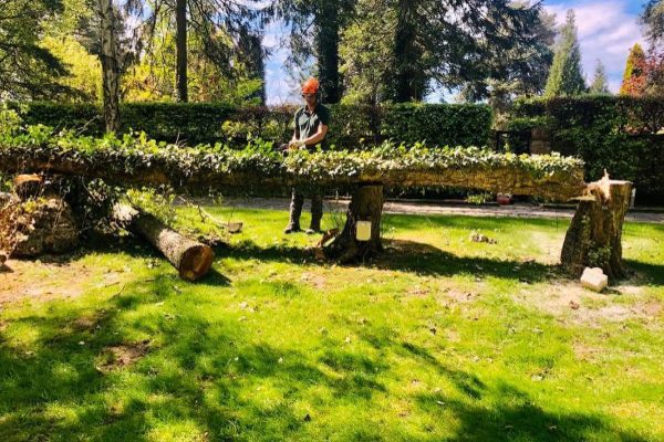 Tree Works in Knutsford