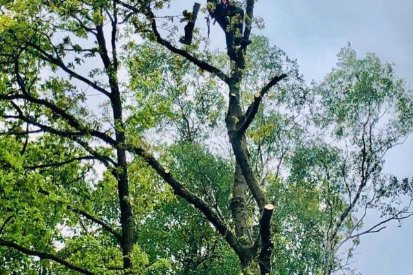 Tree Surgeon in Knutsford