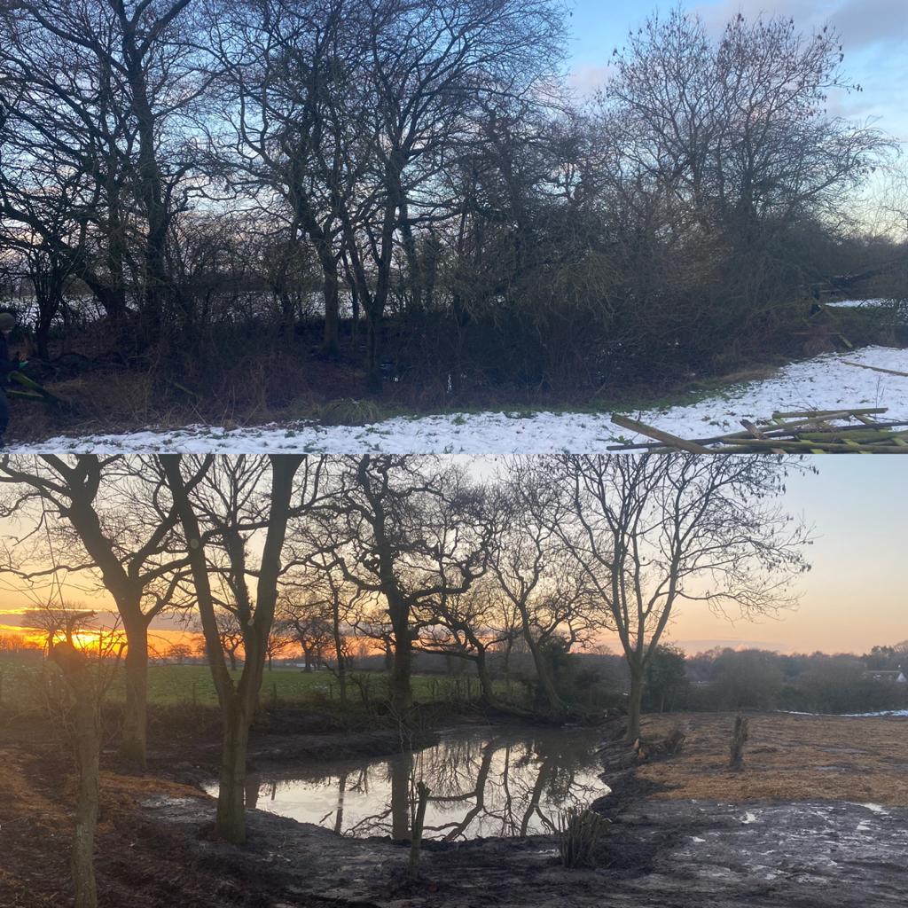 Tree Surgeons in Knutsford