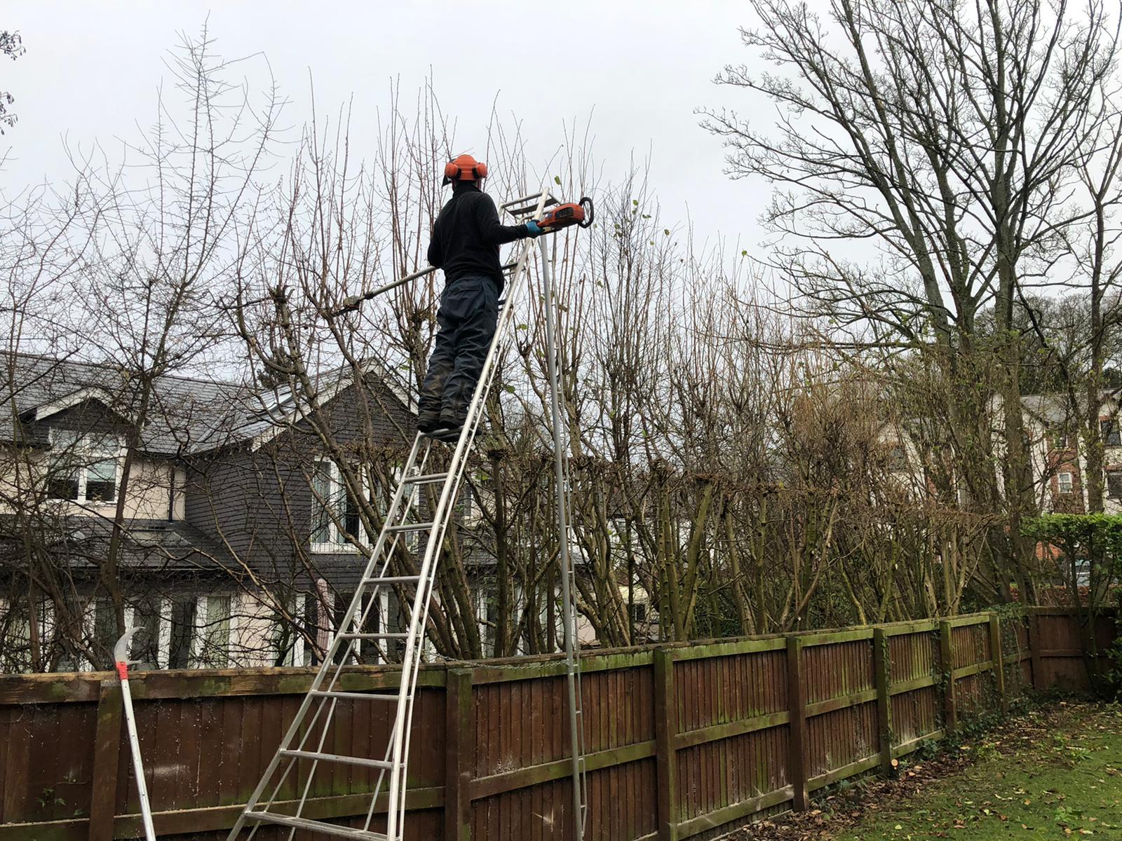 Hedge Removal in Knutsford