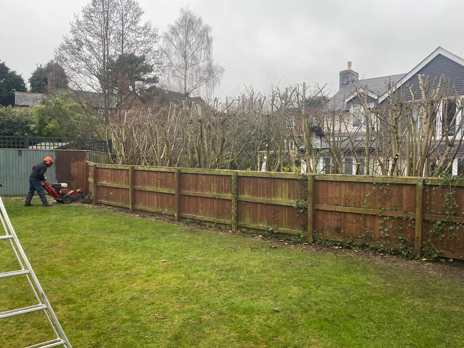 Hedge Removal in Knutsford