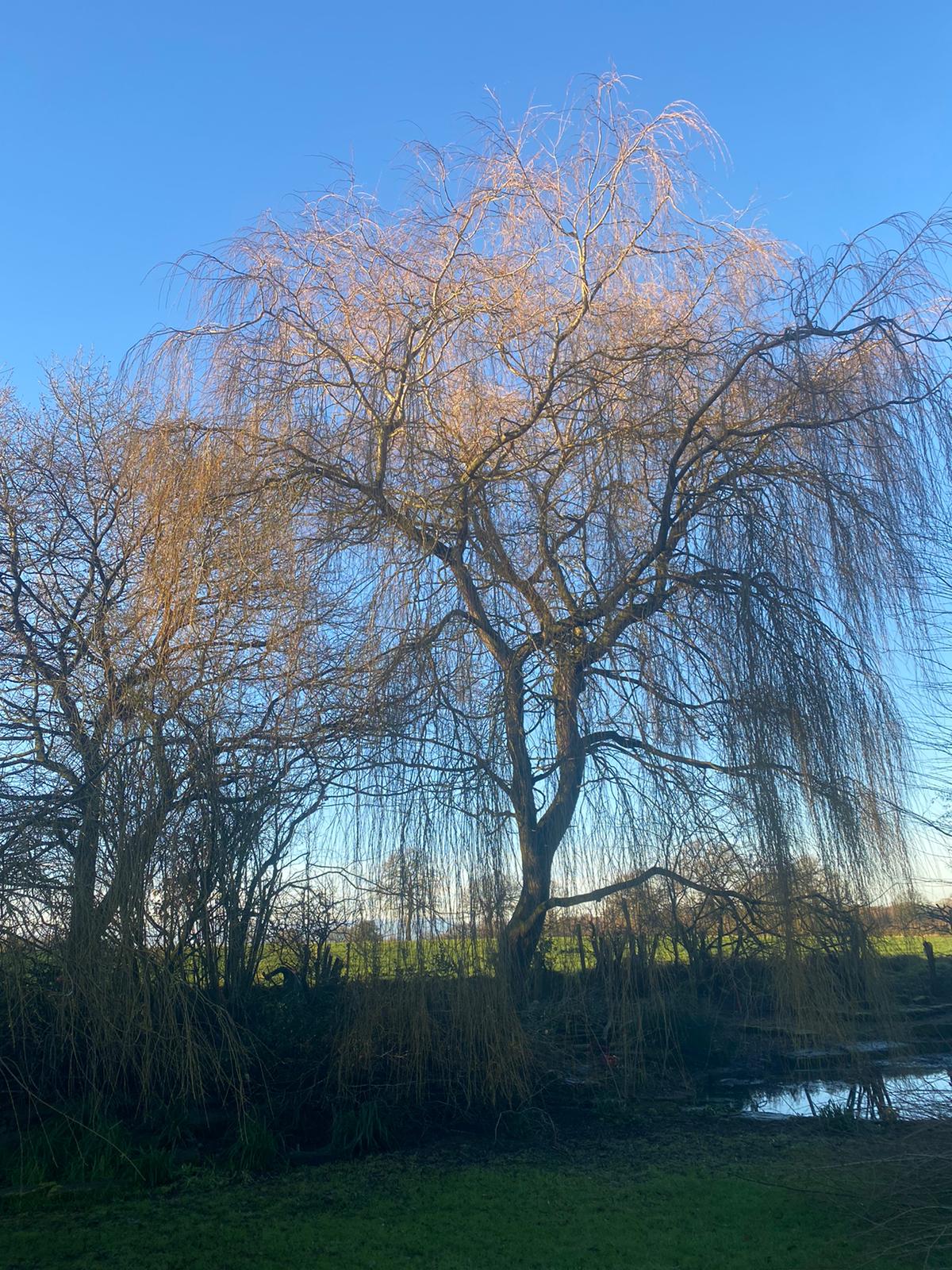 BALI Tree Surgeons Knutsford