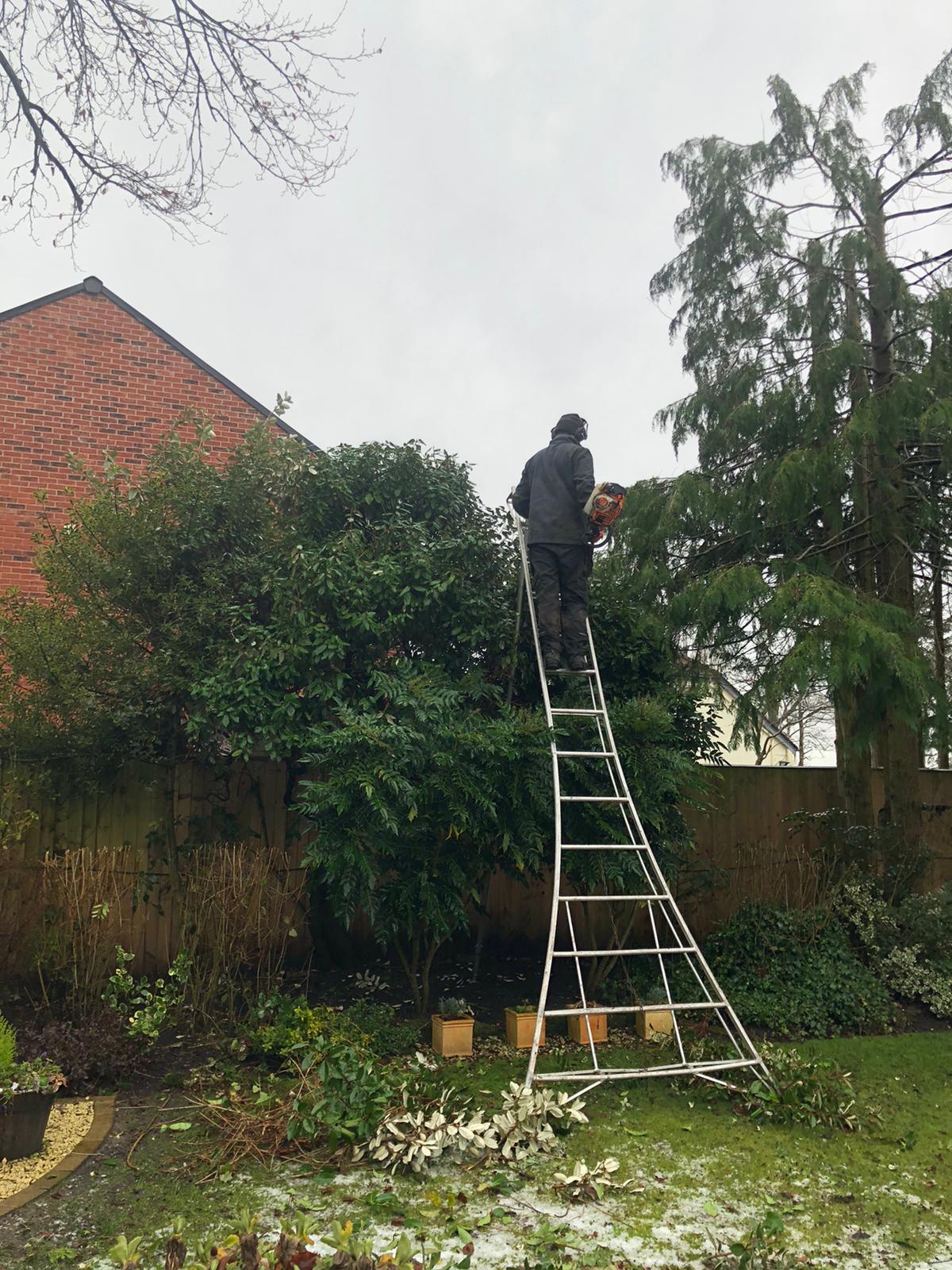 Tree Surgeon in Goostrey