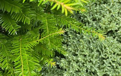 Garden Design Ollerton