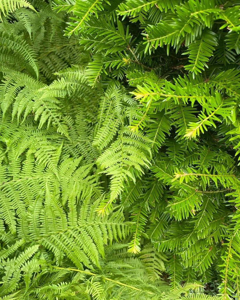 Garden Design Ollerton
