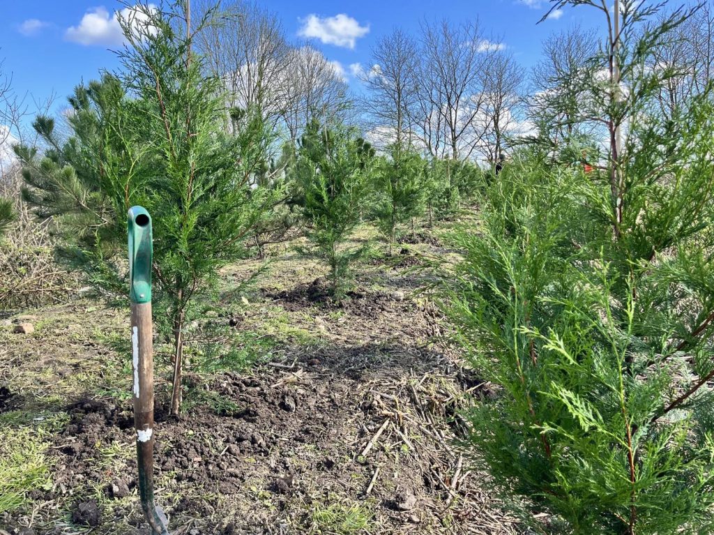 Tree Works Knutsford