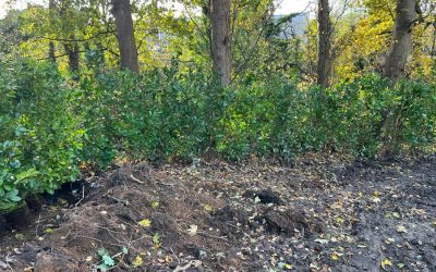 Hedge Laying Knutsford