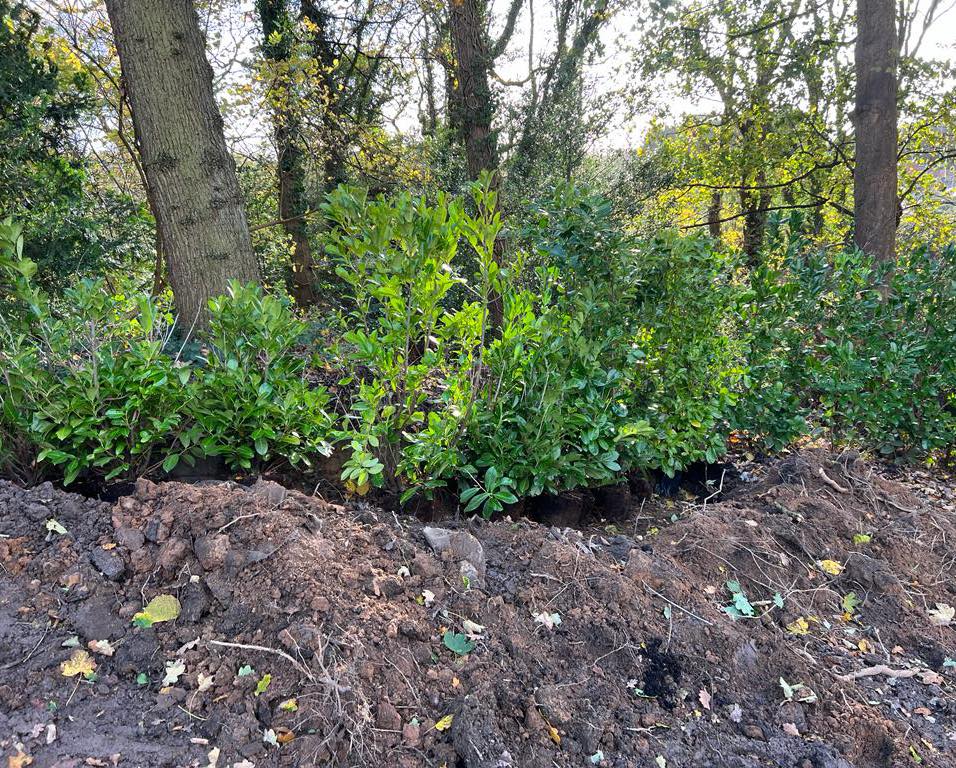 Hedge Laying Cheshire